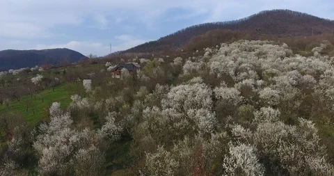 Hillside Covered in Blooming Trees Stock Footage 98141142