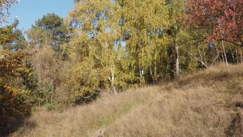 Hillside covered with dry grass surrounded by trees in forest Video stock 169997883