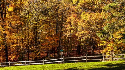 Hillside covered in early fall colors. Vídeos de archivo 139247149