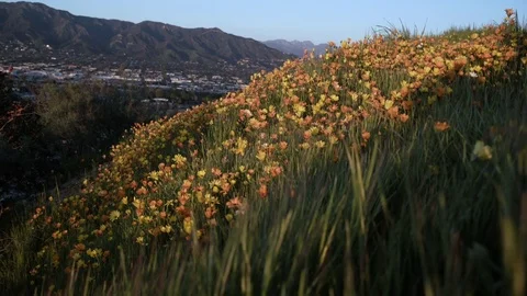 Hillside Covered in Flowers 動画素材 75766595
