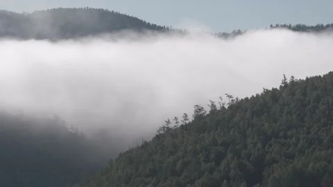 Hillside covered by pine forest with clouds Stock Footage 144340240