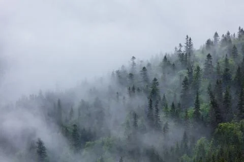A hillside covered with pine forest Stock Photos
