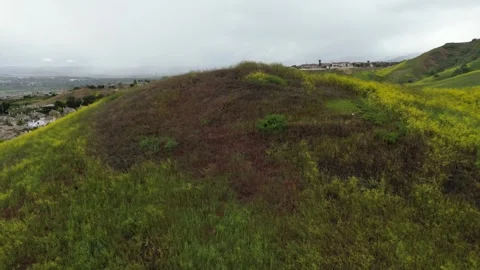 Hillside Covered in Super Bloom of Yellow Wildflowers Vídeo Stock 240601659