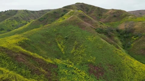 Hillside Covered in Super Bloom of Yellow Wildflowers Vídeo Stock 240601660