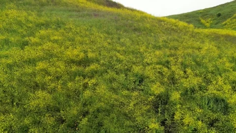 Hillside Covered in Super Bloom of Yellow Wildflowers Vídeos de archivo 240601696