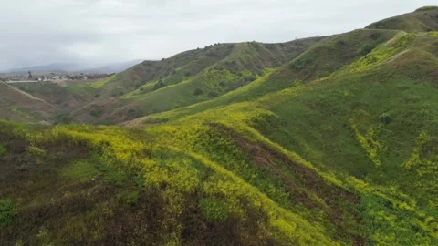 Hillside Covered in Super Bloom of Yellow Wildflowers Stock Footage 240601697