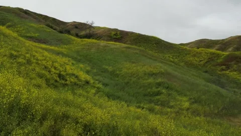 Hillside Covered in Super Bloom of Yellow Wildflowers Vídeo Stock 240601776