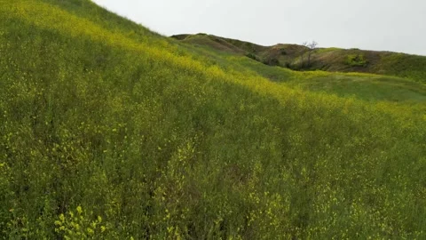 Hillside Covered in Super Bloom of Yellow Wildflowers Vidéo 240601861