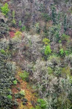 Hillside covered with twisted trunks and branches of different tree species i Foto stock