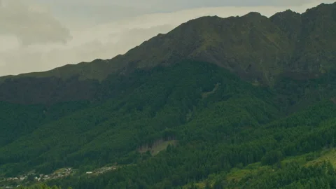 Hillside covered with wilding pine trees in New Zealand Stock Footage 159754600