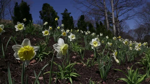 Hillside daffodils Video stock 22732711