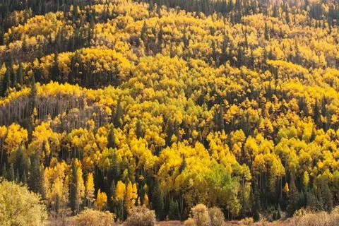 Hillside of fall color Stock Photos