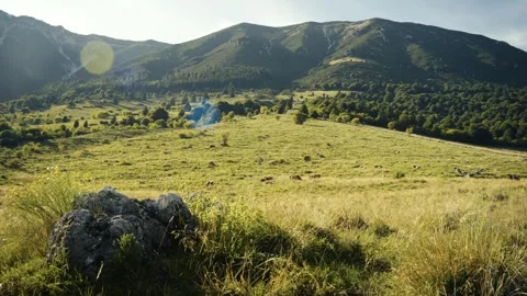 Hillside Field with Grazing Cows in Warm Alpine Light, Italian Alps Video stock 316833454