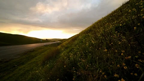 Hillside with Flowers in wind Vídeos de archivo 148510174