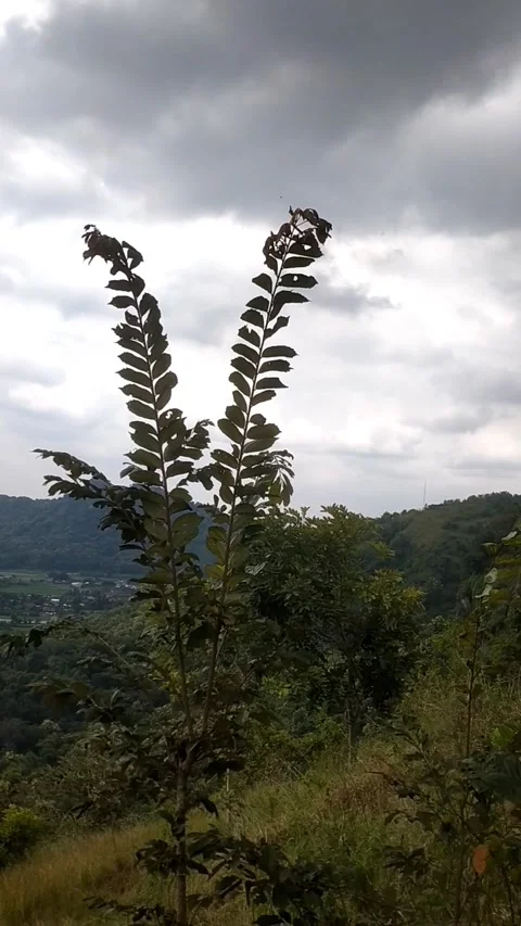 Hillside Foliage Under Cloudy Sky Stock Footage 329460960