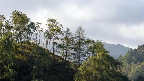 Hillside Forest in Borrowdale Valley with Trees and Mountain Backdrop Stock Photos