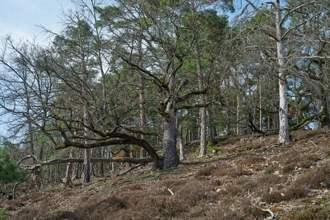 Hillside Forest in Early Spring Stock Photos