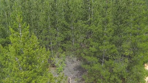 Hillside forest Stock Footage 77051575