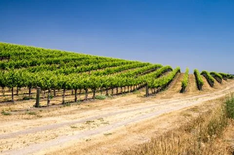 Hillside of grapevines Stock Photos