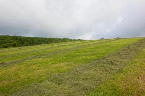 Hillside hay meadow Stock Photos