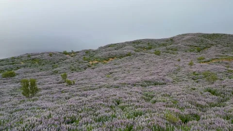 Up hillside with lupins Vídeo Stock 149043076