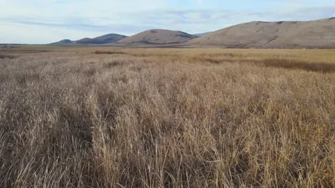 Hillside Marsh Grass Forward Horizontal Stock-Footage 201742463