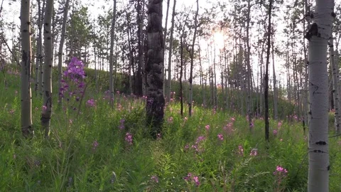Hillside mountain flowers sunlight through the trees light breeze Stock Footage 79006307