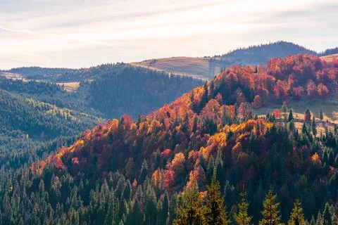Hillside of mountain range with mixed forest and alpine meadow in autumn colo Stock Photos