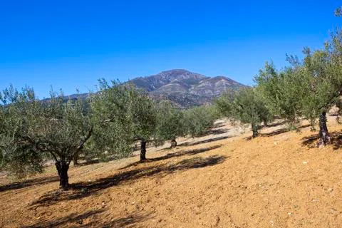 Hillside olive groves Stock Photos