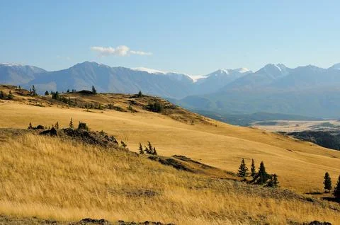 A hillside overgrown with dry grass and several tall pine trees against the.. Stock Photos