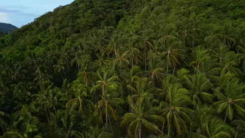 Hillside Palm Tree Forest in Tropical Highlands, Aerial Video stock 258428574