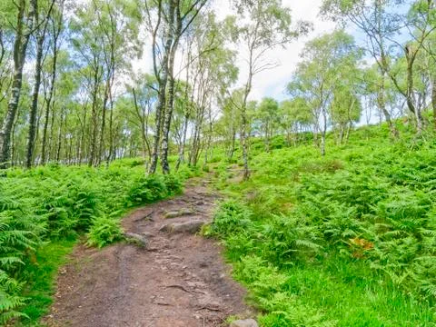 Hillside path winds uphill through the silver birch trees to Surprise View Stock Photos