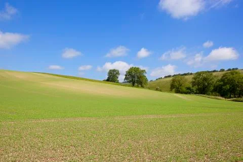 Hillside pea field Stock Photos