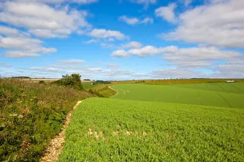 Hillside pea field Stock Photos