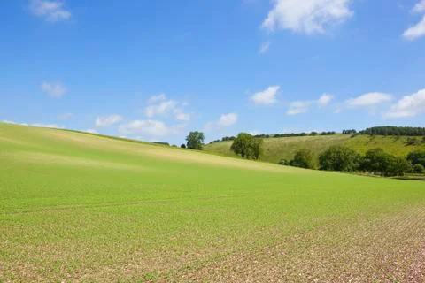 Hillside pea field Stock Photos