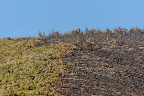 Hillside Stock Photos