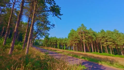 Hillside pine trees under bright clear blue sky in Ireland Stock Footage 340435460