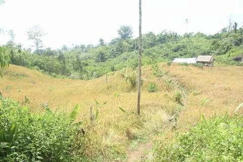 Hillside rice fields with small hut in tropical Indonesian village Foto stock