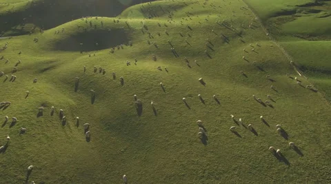 Hillside sheep farm from the air Stock Footage