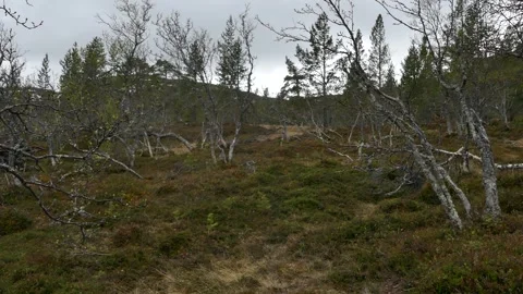 Hillside with sparse birch trees patches of mossy ground cover under a moody sky Stock Footage 318197385