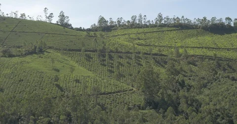 Hillside Tea Fields in Munnar Stock Footage 120053919