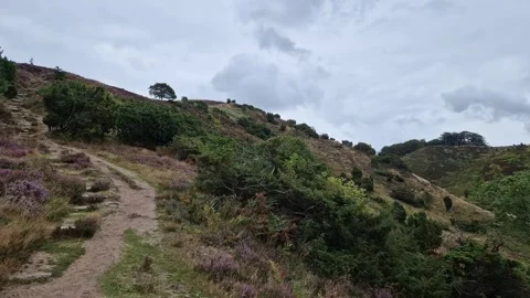 Hillside Trail Through Heather and Juniper at Fyrkat, Denmark Stock Footage 336020424