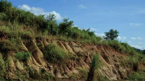 A hillside with a tree in the foreground and a cloudy sky in the background Stock Photos