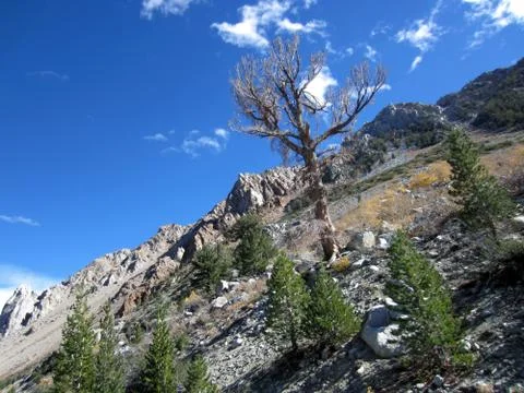 Hillside Tree 写真素材