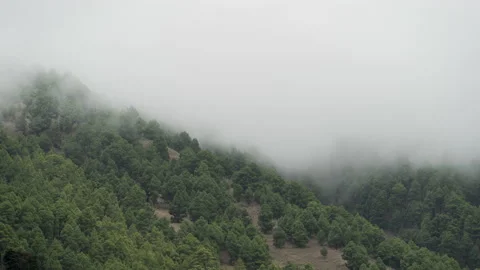 Hillside trees with clouds rolling in 스톡 동영상 163587615
