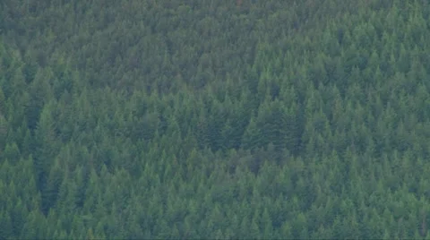 Hillside Trees Video stock 8360183