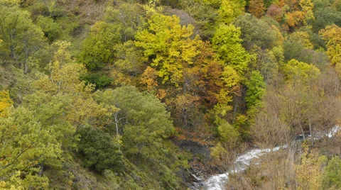 Hillside with trees Stock Footage 35901240