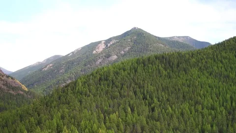 Hillside of Trees Stock Footage 72718910