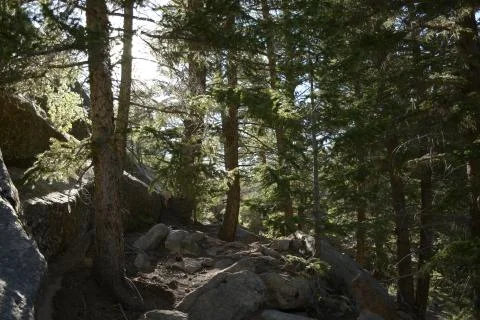 Hillside Trees Stock Photos