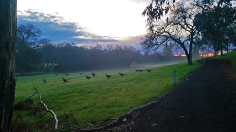 Hillside of Turkeys Stock Footage 147145278